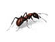 Household pest control Services: Carpenter ants Control