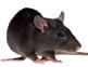 Household pest control Services: Rodent Control