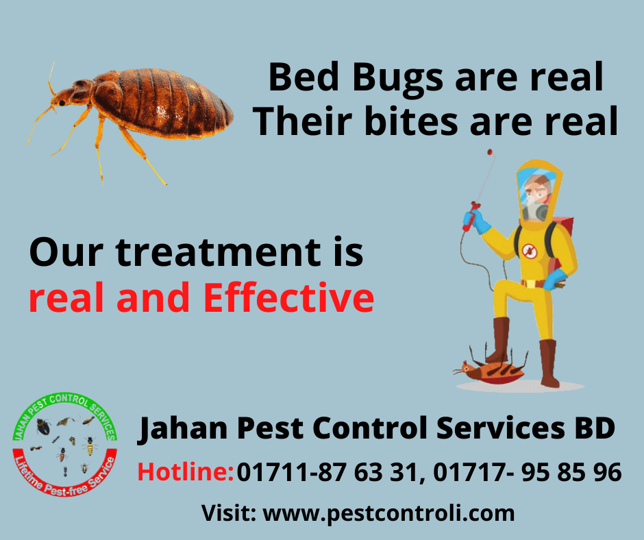Bed Bug Control Service Provider in Bangladesh