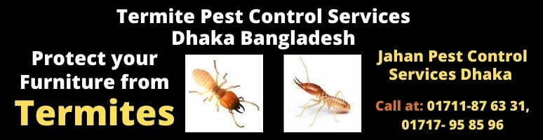 Providing the best Termite Pest control Services in Bangladesh